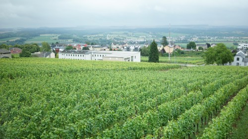 Domaine Mathis Bastianのワイン畑
