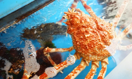 沼津 魚がし鮨 港店の生け簀