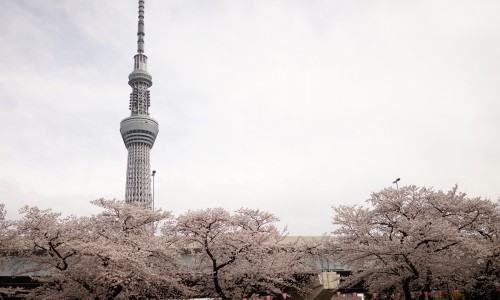 スカイツリーが見えるお花見クルージング