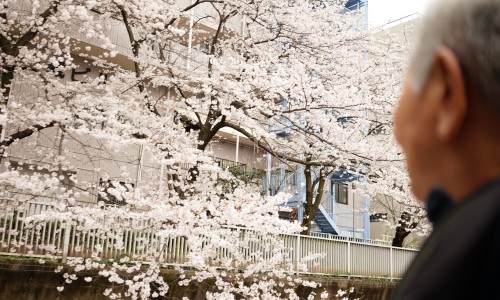 桜がとてもきれい隅田川クルージング