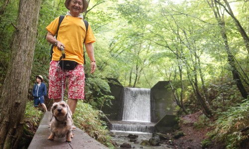 スィートグラスの森を犬と散歩