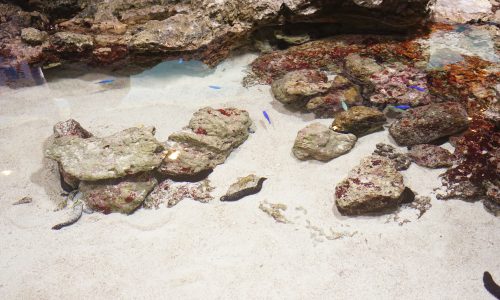 美ら海水族館