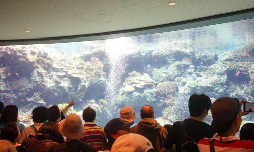 美ら海水族館