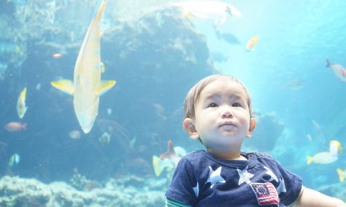 美ら海水族館