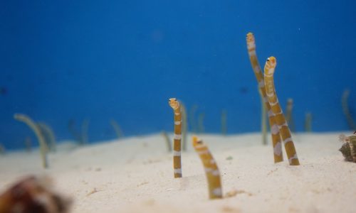 美ら海水族館