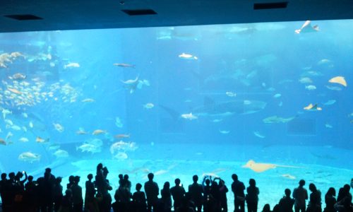 美ら海水族館