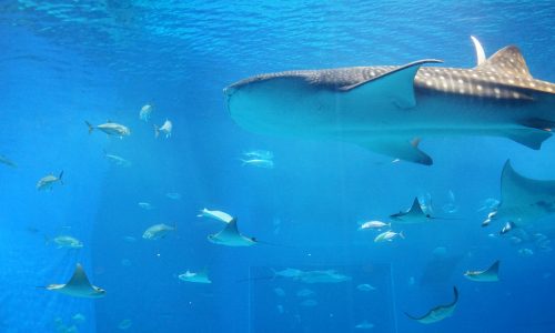 美ら海水族館