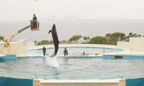 美ら海水族館