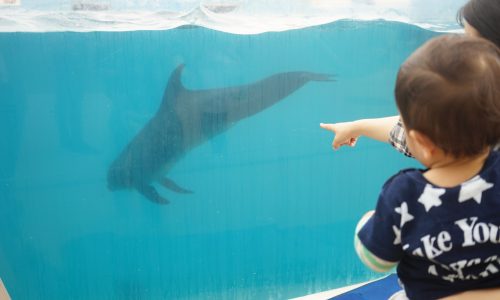 美ら海水族館